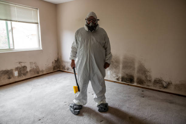 Trusted Mountain Green, UT Mold Removal Experts
